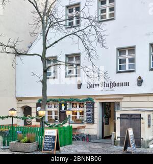 Zum Nussbaum, Schänke, taverna, ristorante, gastronomia, Nikolaiviertel, Berlin Mitte, Berlino, Germania Foto Stock