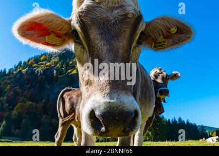 Allgäu bovini di razza bruna, Allgäu, Baviera, Germania, Europa Foto Stock