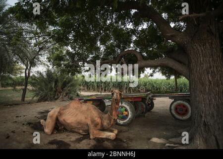 Cammello seduto sotto l'albero vicino al suo carrello a Moro, Sindh, Pakistan Foto Stock