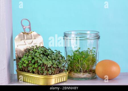 Riciclata, riutilizzata barattolo e vaso di sardina per crescere insalata verde, con uovo sulla soleggiata finestra Ledge, divertente modo per crescere il proprio cibo a casa, ridurre gli sprechi Foto Stock