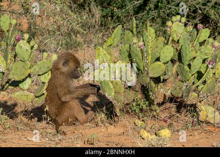 Baby baboon seduto vicino cactus di pera prickly e mangiare la frutta dal cactus. Foto Stock