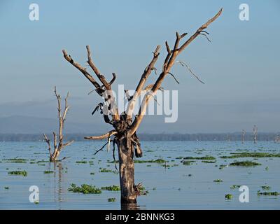 Scheletri di alberi morti alla luce del mattino al lago Naivasha, Kenya, Africa a seguito dell'aumento dei livelli d'acqua dei suoi laghi della Rift Valley Foto Stock