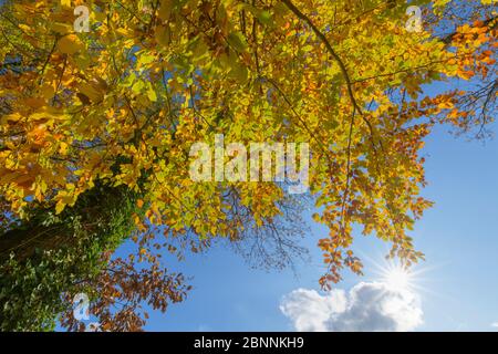 Foglie di faggio colorate in autunno, Odenwald, Assia, Germania Foto Stock