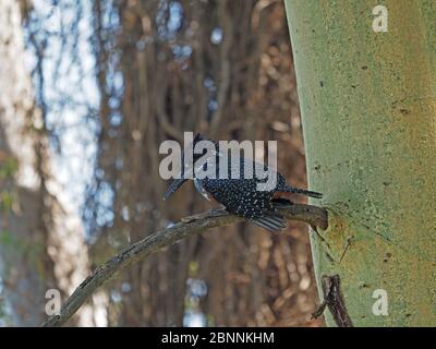 Watchful Giant Kingfisher (Megaceryle maxima - Africa più grande) pesca dal persico sulla febbre gialla Acacia albero sopra le acque del lago Naivasha, Kenya Foto Stock