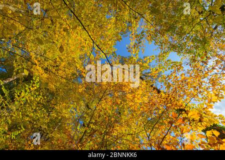 Foglie di faggio colorate in autunno, Odenwald, Assia, Germania Foto Stock