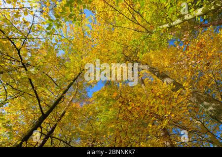 Foglie di faggio colorate in autunno, Odenwald, Assia, Germania Foto Stock