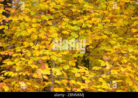 Foglie di faggio colorate in autunno, Odenwald, Assia, Germania Foto Stock