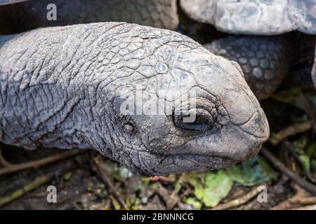 Recinto con tartaruga gigante delle Seychelles, tartaruga gigante Aldabra (Aldabrachelys gigantea), l'Union Estate Farm, la Digue Island, Seychelles, Foto Stock