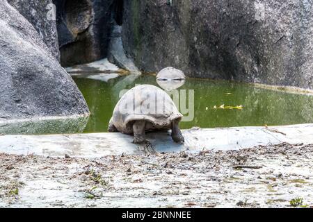 Recinto con tartaruga gigante delle Seychelles, tartaruga gigante Aldabra (Aldabrachelys gigantea), l'Union Estate Farm, la Digue Island, Seychelles, Foto Stock