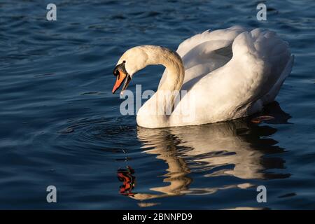 Germania, Baden-Wuerttemberg, distretto di Karlsruhe, Philippsburg, cigno sul Reno riflesso in acqua Foto Stock