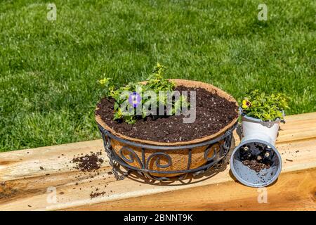 Piantare fiori viola di torenia in vaso cestello sospeso con rivestimento di cocco. Concetto di cortile pollinator giardino fiorito, hobby e attività di svago Foto Stock