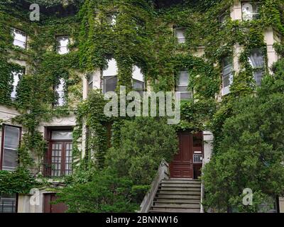 Edera coperto vecchio edificio o casa cittadina Foto Stock