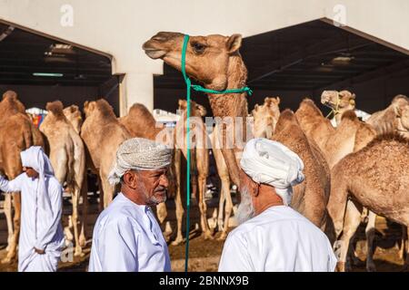Souk, Soq, mercato, mercato dei cammelli, cammelli Foto Stock