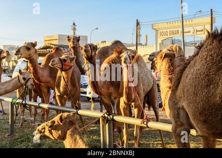 Souk, Soq, mercato, mercato dei cammelli, cammelli Foto Stock