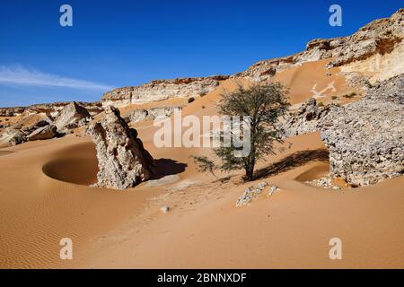 Scogliere, calcare, fossili, fossili, sabbia, bordo, acacia Foto Stock