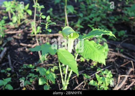 Jack-in-the-pulpit al sole luminoso a Campground Road Woods a Des Plaines, Illinois Foto Stock