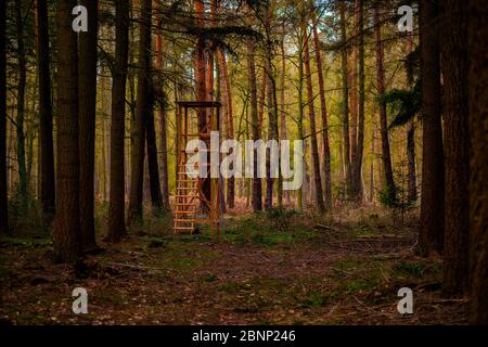 La foresta di abete rosso in Germania con un alto posto per i cacciatori Foto Stock