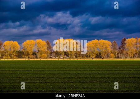 Zona agricola in una giornata di sole in inverno Foto Stock