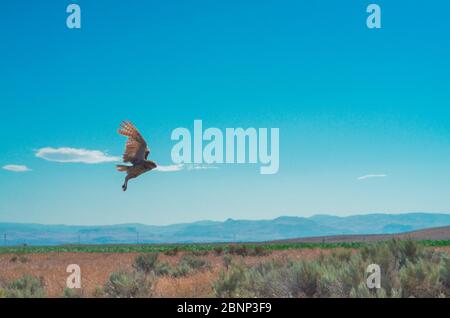 Un gufo nordamericano a metà volo. Foto Stock