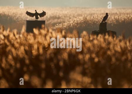 Cormorano, falacrocorax carbo, retroilluminazione, asciuga le ali, canne Foto Stock