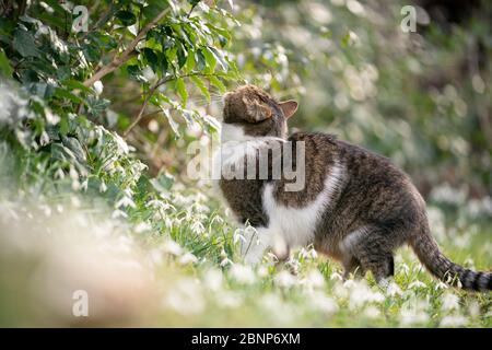 tabby gatto shorthair britannico bianco che annuita su foglie di un cespuglio all'aperto in primavera Foto Stock