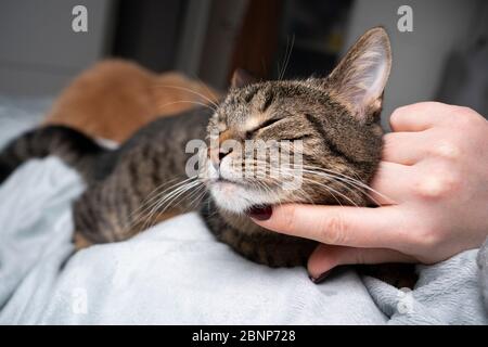 il gatto tabby carino gode di essere stroked sul mento dal proprietario dell'animale domestico in camera da letto Foto Stock