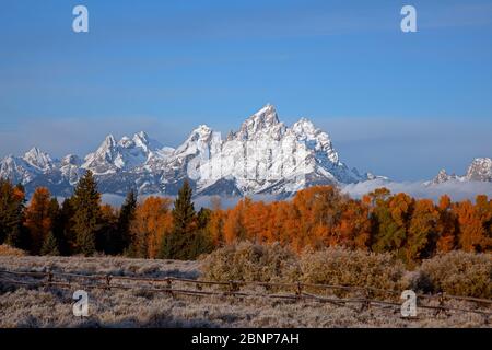 WY04328-00...WYOMING - una recinzione di barra di sicurezza e aspens in colore autunnale vista lungo l'autostrada 191 nel Grand Teton National Park. Foto Stock