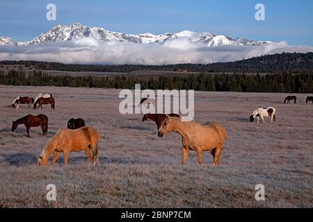WY04330-00...WYOMING - cavalli che pascolano in un campo coperto di gelo vicino Moran Junction nel Parco Nazionale di Grand Teton. Foto Stock