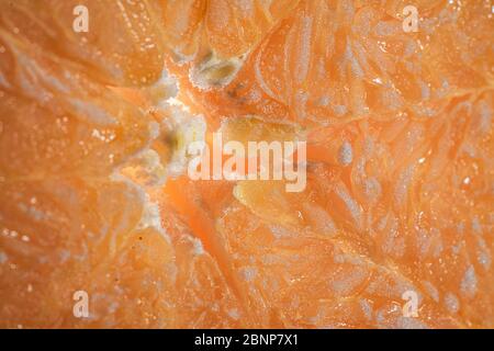 Fetta di arancio e limone isolata su sfondo. Foto Stock