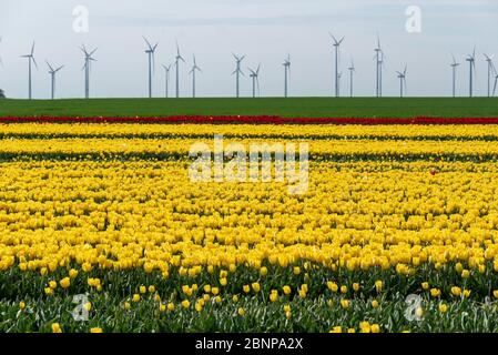 Campo del tulipano Foto Stock