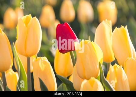 Campo di tulipani, singolo tulipano rosso tra quelli gialli Foto Stock