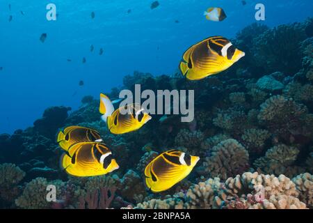 Shoal Di Raccoon Butterflyfish, Chaetodon Lunula, Fakarava, Tuamotu Archipel, Polinesia Francese Foto Stock