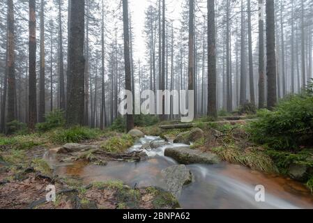 Vista su una foresta mistica con un piccolo ruscello nel Parco Nazionale di Harz. Foto Stock