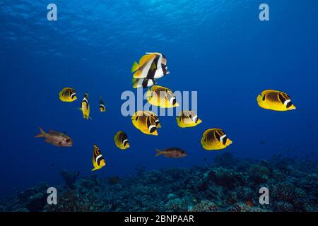 Shoal Di Raccoon Butterflyfish, Chaetodon Lunula, Fakarava, Tuamotu Archipel, Polinesia Francese Foto Stock