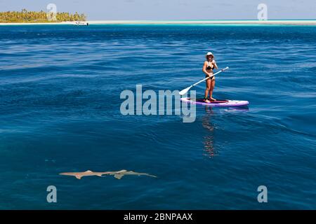 Squali di barriera corallina accanto a una donna in stand-up board nella laguna di Tetamanu Village, Fakarava, arcipelago Tuamotu, Polinesia francese Foto Stock