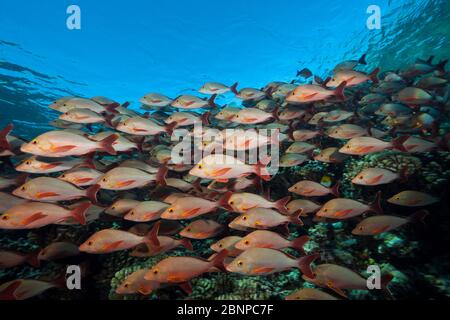 Shoal Di Humpback Snapper, Lutjanus Gibbus, Fakarava, Tuamotu Archipel, Polinesia Francese Foto Stock