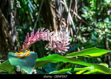 Pink Alpinia, (Alpinia purata), Famiglia Ginger, Giardino Botanico, Victoria, Isola di Mahe, Seychelles, Oceano Indiano, Africa Foto Stock