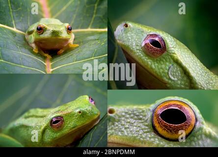 Collage di immagini di una piccola rana verde di soli 15 mm di lunghezza, catturate in macro Foto Stock