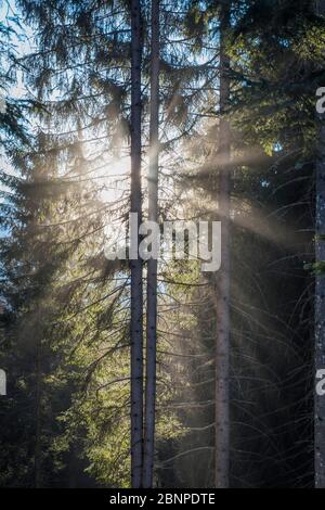luce che filtra attraverso gli alberi, boschi di conifere, belluno, dolomiti Foto Stock