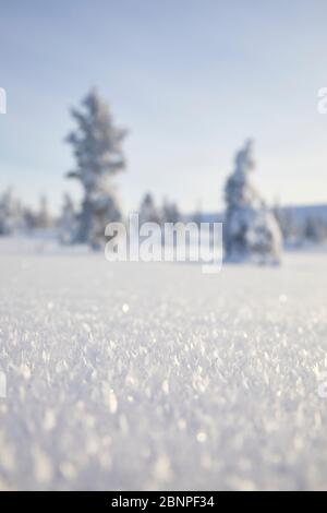 Finlandia, Lapponia, inverno, coperta di neve Foto Stock