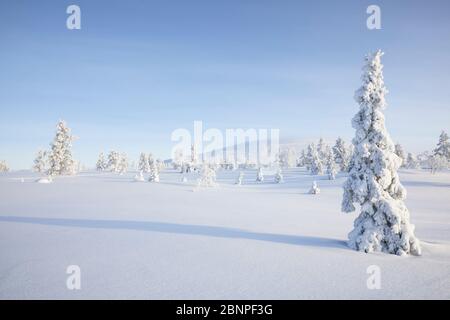 Finlandia, Lapponia, inverno, albero Foto Stock