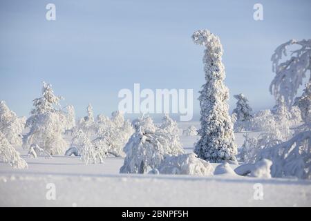 Finlandia, Lapponia, inverno, albero Foto Stock