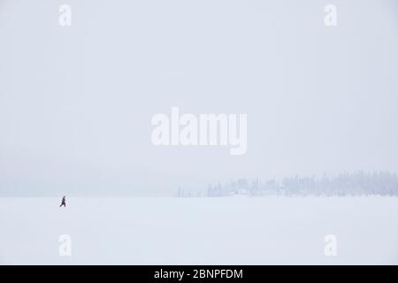 Finnalnd, Lapponia, inverno, lago, solitudine, persone, escursionisti Foto Stock