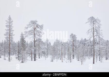 Finlandia, Lapponia, inverno, alberi, palude Foto Stock