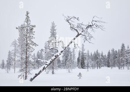 Finlandia, Lapponia, inverno, alberi, palude Foto Stock