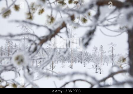 Finlandia, Lapponia, inverno, alberi, palude Foto Stock