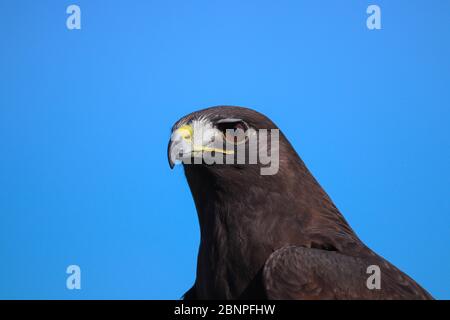 Colpo di testa di un falco di Harris (Parabuteo unicinctus), un buteo di medie dimensioni popolare per la falconeria. Uccello marrone scuro contro cielo blu, spazio copia. Foto Stock