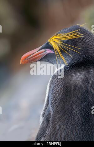 Primo piano di un pinguino macaroni (Eudyptes chrysolophus), Falkland orientale, Isole Falkland, Sud America Foto Stock