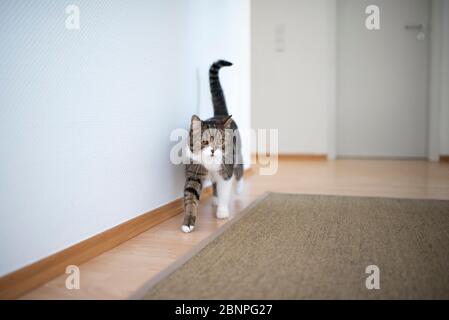 tabby bianco britannico shorthair gatto che cammina all'interno Foto Stock