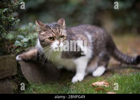 tabby bianco caccia di gatto shorthair britannico nel cortile posteriore Foto Stock